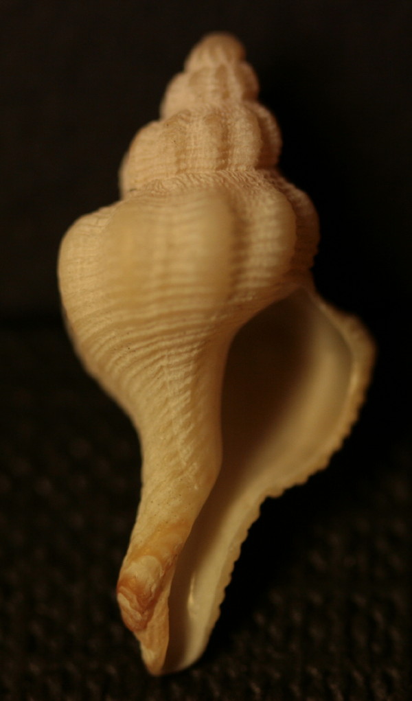 Fusinus siracusanus e?